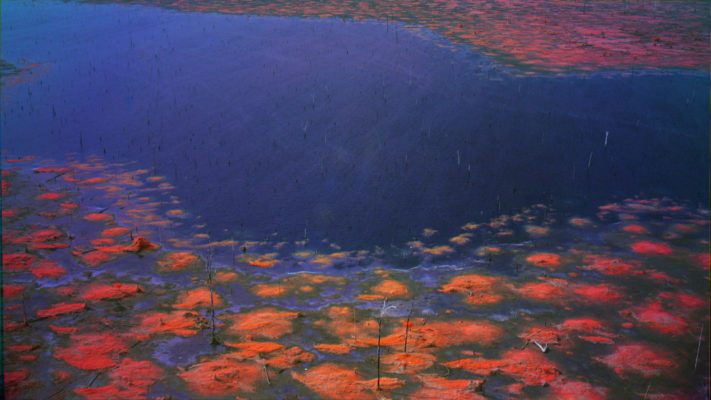 Foto eines Werks von Richard Mosse aus der Ausstellung 