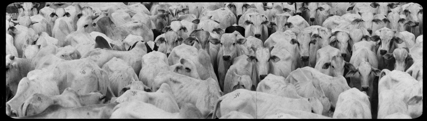 Foto eines Werks von Richard Mosse aus der Ausstellung 