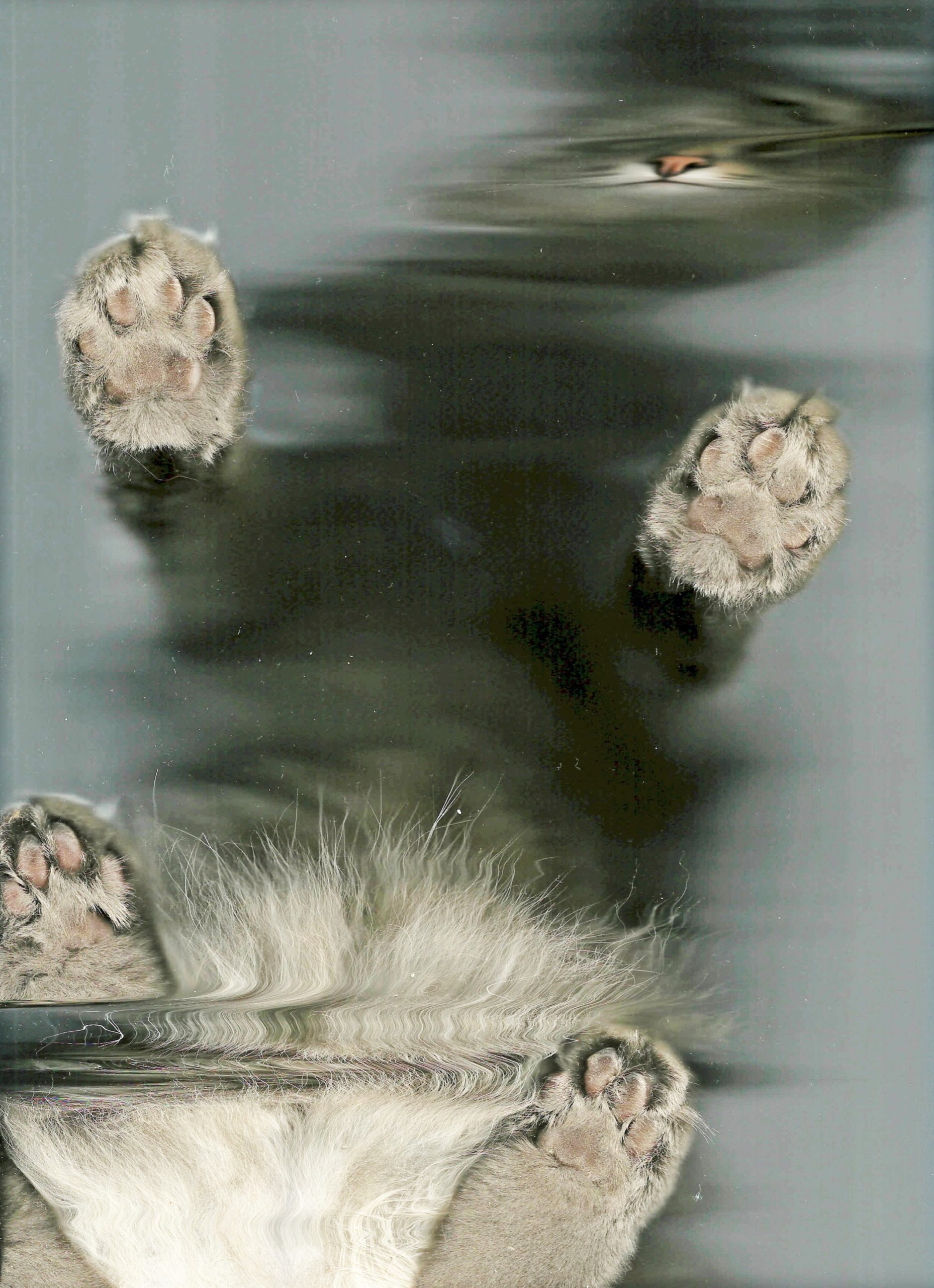 The Cat Scan