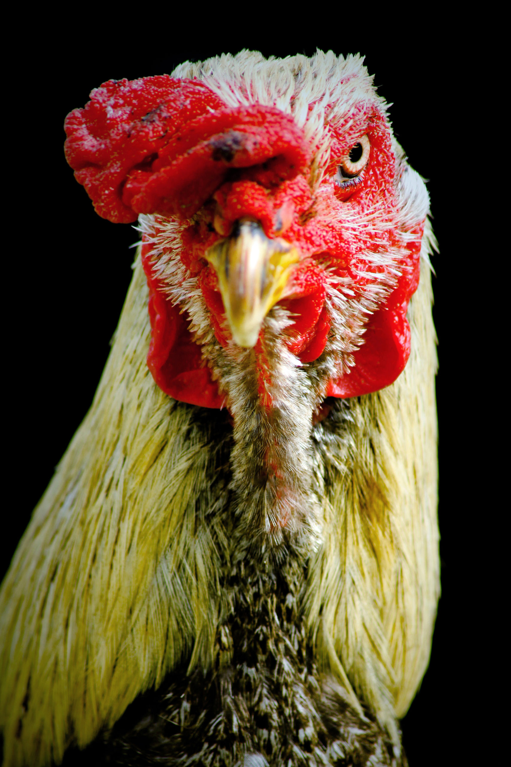 Fighting Cocks